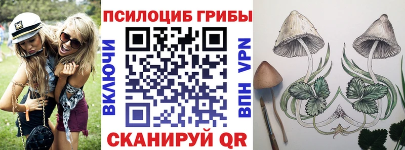 купить   Кольчугино  Псилоцибиновые грибы Cubensis 